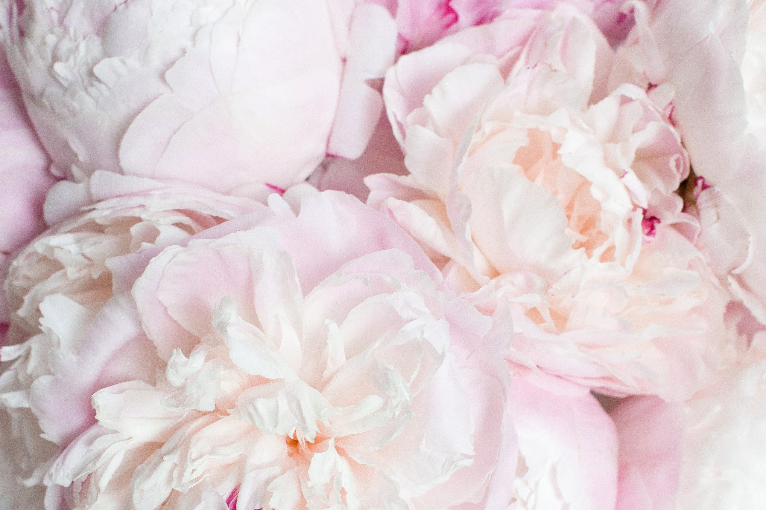 peony-desktop-collection